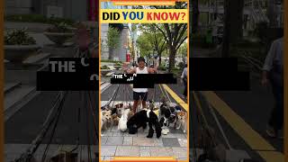 Did you know that? Japan: Where pets outnumber children | A heartwarming trend? | motivation | facts