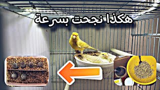 كيف بدأت الإنتاج من طيور الكناري بسرعة و مستجدات طيوري