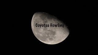 Coyotes Howling Under the Constellation Orion