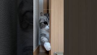 #62 Funny Cat videos 🐱🐱 #meowing #memes #cute