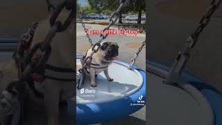 SWINGING!!! Jacob the Pug loves the swing #pug #dog #pet  #taylorswift #summer #sun #play #cute #bts