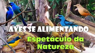 Pássaros se Alimentando - ESPETÁCULO DA NATUREZA #aves