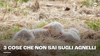 3 cose che non sai sugli agnelli