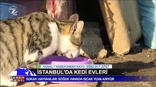 İSTANBUL'DA KEDİ EVLERİ