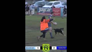 #shorts  - Dog on the field