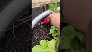 Harvesting Radishes. “German giant” organic gardening