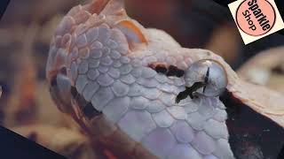 Gaboon Viper Snake Attack Takes Down Bird in Stunning Slow-Motion Strike