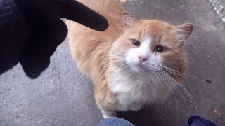 Cats meowing on the first snow day