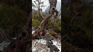 Exploring Cradle Mountain on foot  #discovertasmania #exploretasmania #hiking #travel #tasmania #fun