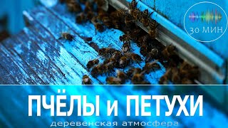 Жужжат ПЧЁЛЫ, поют ПЕТУХИ. Звуки деревни для бодрого утра и активного дня