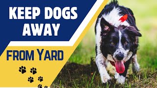 Best Methods to Keep Dogs Out of Your Yard