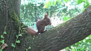 Eichhörnchen im Berliner Zoo