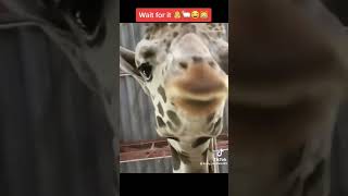 funny animals goat tiktok #short