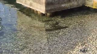 Fishes from Lake Garda jump out !!