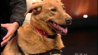 Edmonton Humane Society - May 3, 2012 (CTV Edmonton)