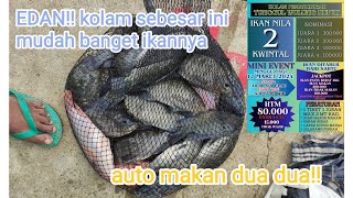 EDANN!! tanpa kroto lagi2 panen ikan nila..//.Lomba ikan nila di kp Tunggul wulung kupuk