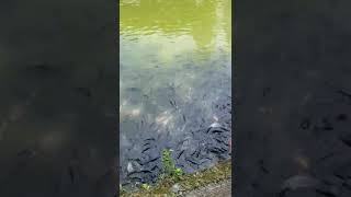 Kolam ikan di desa, banyak banget ikannya #kolam #kolamikan #nila #ikan #ikannila #ikanmas #ternak