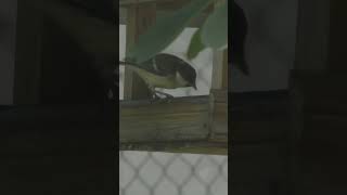 Молодые синицы на кормушке.(Parus major).