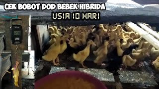 Cek bobot DOD hibrida