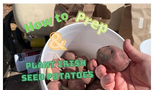 How to plant seed potatoes. #Irish potatoes!