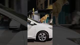 Dog on car bonut | Honda City #streetdog  #trendingshorts  #minivlog