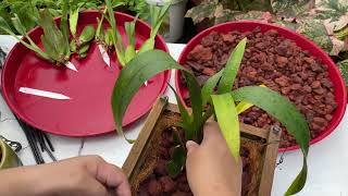 Repotting Oncidium Orchids Using Lava Rocks || Oncidium Day… Rainy Day… Oncidium Care