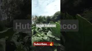 Hutan Tobacoo#shortvideo