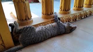 Looking so funny smart cat in the pagoda sleeping it is friendly