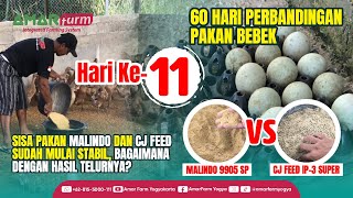 Part #11 | 60 HARI PERBANDINGAN PAKAN BEBEK | Malindo 9905 SP Vs CJ Feed IP-3 Super