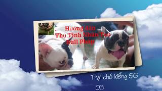 Hướng dẫn thụ tinh nhân tạo chó kiểng ( Bull Pháp)