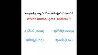 Which animal gets "anthrax"?🤔🤔 #anthrax #generalknowledge #teluguknowledge #shorts