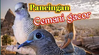 Pancingan Perkutut Cemani yang Super nguras emosi,Koar koar || Anggungan Perkutut Tekukur Puter