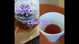 Lilac Lemonade or Lilac Tea? So sweet! #shorts #lilacs #garden #nature #flowers #tea #lemonade