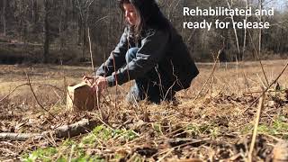 House Finch release