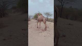 Amazing camel in jungle #camel #viral #shorts