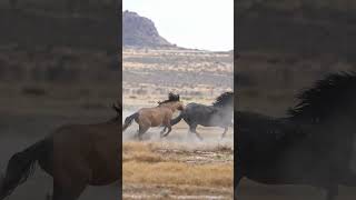 Untamed Beauty of Wild Horses in Their Natural Habitat #secretanimals #horse