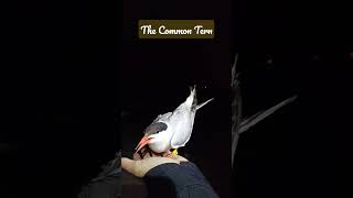 Ringed and released, the common tern