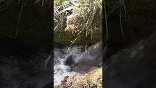 Water stream in kala Chitta national park attock Punjab #shorts #youtubeshorts #attock #nationalpark