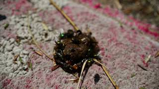 Flies on Poop, So Many just Crawling Around, doing their Thing  #turd #poop #feces #flies  #itsatrap