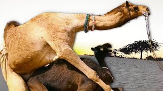 Camel in Desert | Black Color Camel Enjoy Love | Camel Mating Time | Camel Of Thar | Camel Life