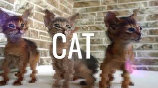 Cats and Dogs - Trailer for @pawbreed channel