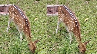 Baby deer eating grass♥️💓🥰🦌