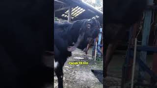 Kambing Kaligesing BREEDING Pejantan TB 100 #kambingetawa #breeding #pejantan #kontes