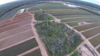 DJI Phantom Vision 2 + fly over pineapple farm