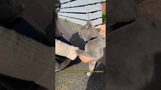 British shorthair meets russian blue cat|| #britishshorthair  #kittens #cute