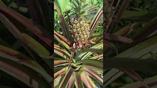 Pineapple in kitchen garden 🍍#shortvideo #shorts