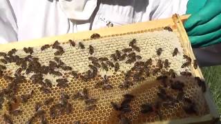 Selecting frames of Spring Honey