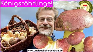 Startschuss - Königsröhrlinge in Massen - Mischpilze mehr als man essen kann! September 2024