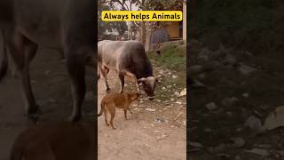 Help me feed some crazy animals! #animals #shorts #coolanimals