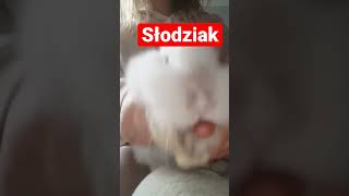 słodziak